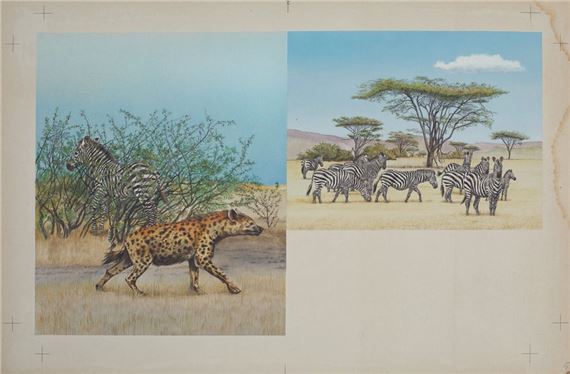 tony-graham-zebra-threatened-by-a-hyena-and-zebra-grazing-two