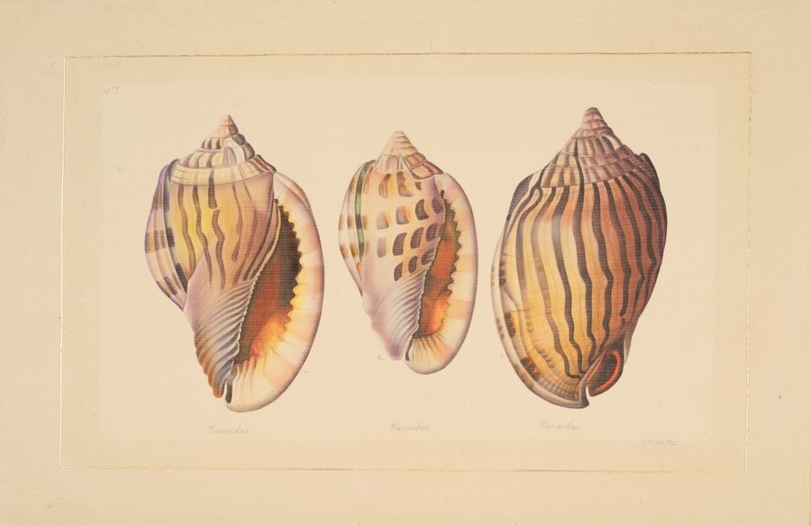 La Roche Laffitte | N°7 and Three Volutidae, Trombidae, Volitudae ...