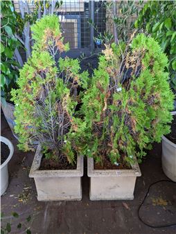 PAIR OF EVER GREEN CONIFEROUS TREES - Arbor