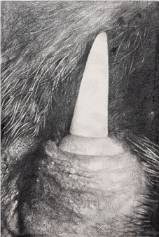 Platypus - Dan Beudean