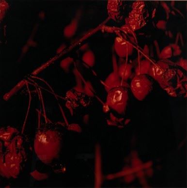 Promise #7 - Eldon Garnet