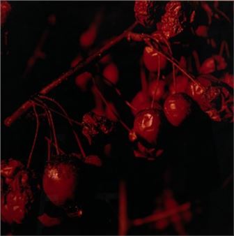 Promise #7 - Eldon Garnet