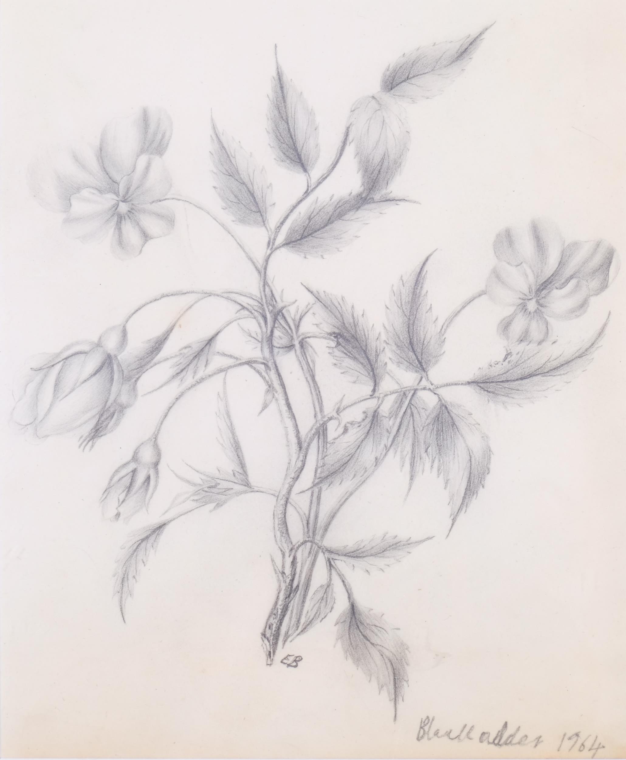 Elizabeth Blackadder | pencil drawing (1964) | MutualArt