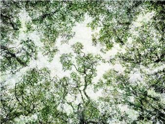 Santeri Tuori: Black Trees - Purdy Hicks Gallery