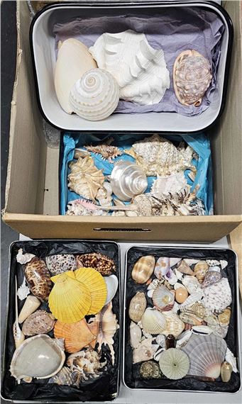 Large | A large collection of shells | MutualArt