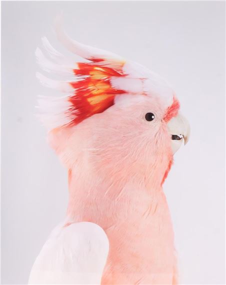 Neville Major Mitchell's Cockatoo - Leila Jeffreys