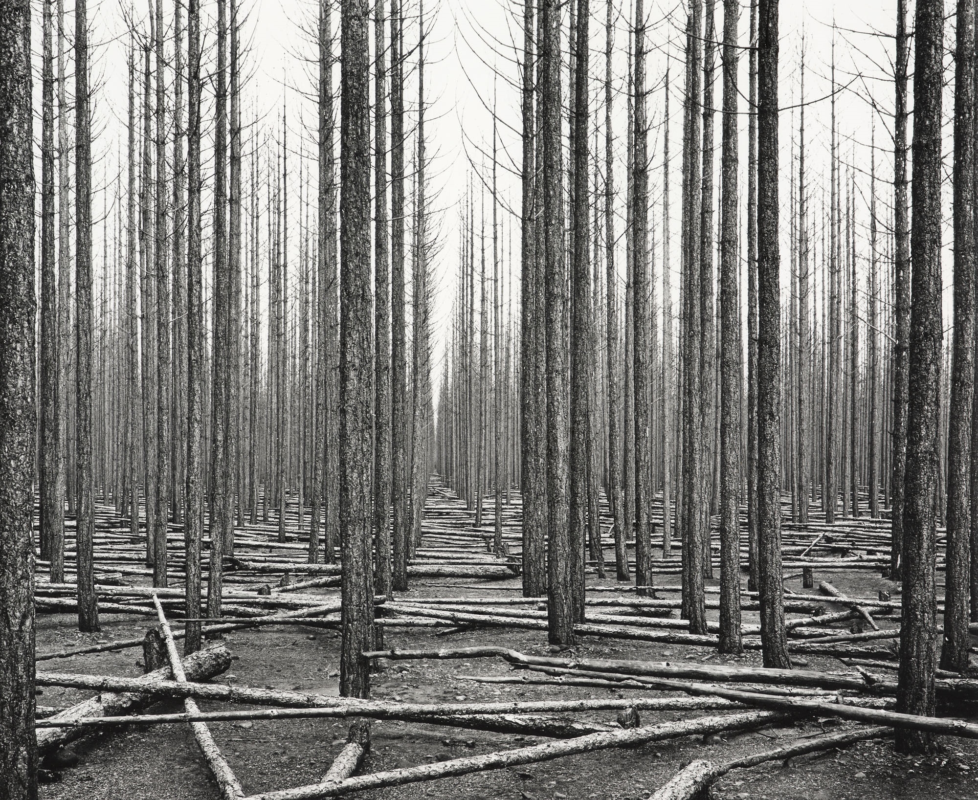 John Henry Gerard Johns | Burnt Strand of Corsican Pine, Balmoral ...