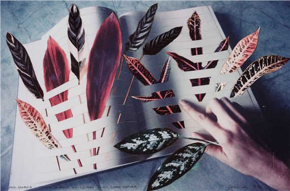 Philosophia: Trying to find the Reason in the Codex: Nature - Megan Jenkinson