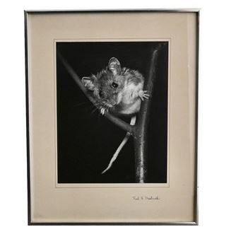 Mouse on limb - Karl H. Maslowski