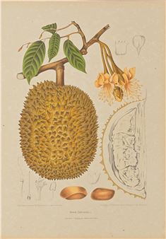 Fleurs, fruits et feuillages choisies de l'Ile de Java peints d'après nature, Brussels, Leipzig, Librairie Europeenne C. Muquardt, [1880 - Berthe Holla van Nooten