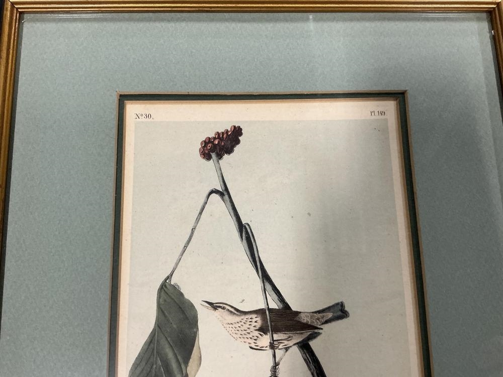 John James Audubon | Collection of Five Royal Octavo Prints by John ...