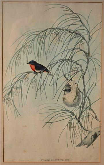 Dicaeum Hirundinaceum (Mistletoe Bird) - John Gould