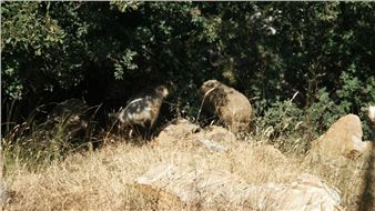 Marwa Arsanios: Who Is Afraid of Ideology? Part 5 DayDream