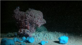 Mutations - Musée d’art contemporain de la Haute-Vienne