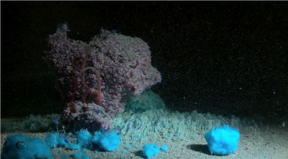 Mutations - Musée d’art contemporain de la Haute-Vienne