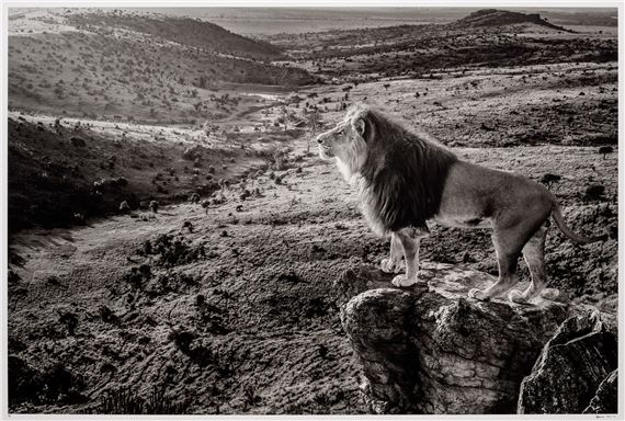 Pride Rock by David Yarrow, Executed in August 2019