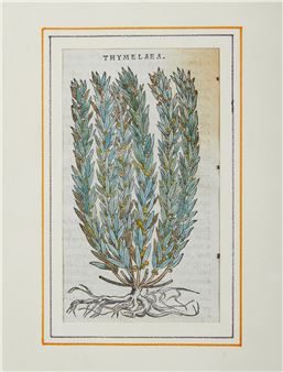 Thymelaea - Pietro Mattioli