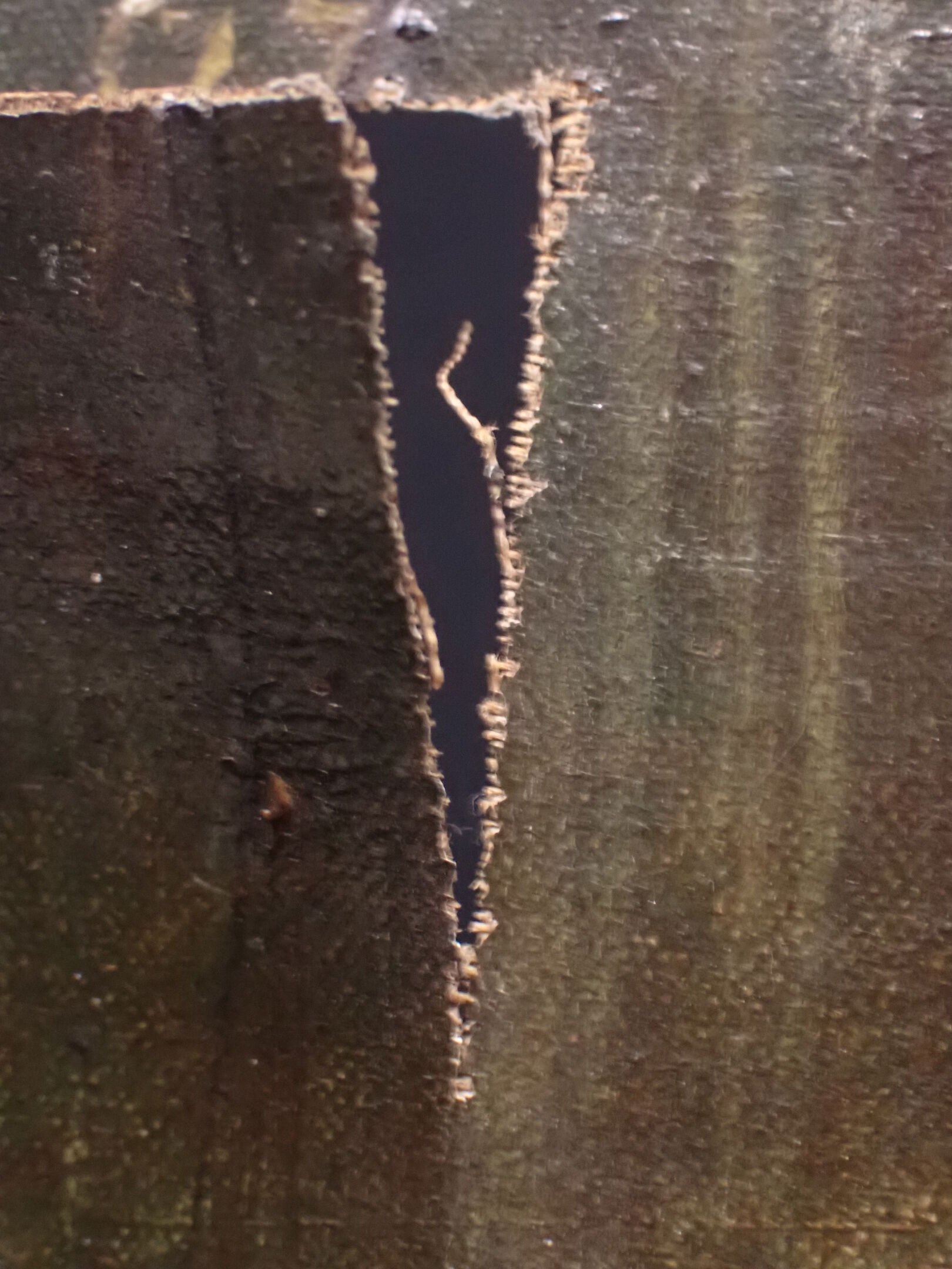 Artwork by J. Simon, SIMON J (XIXème ?) : Les deux frères en col de marin, Made of oil on canvas