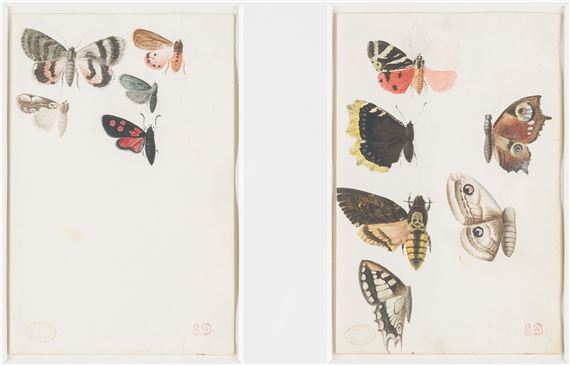 ZWEI STUDIEN ZU SCHMETTERLINGEN by Eugène Delacroix, 1798