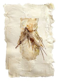 Vivian Pratt: Nature Transformed - Bromfield Gallery