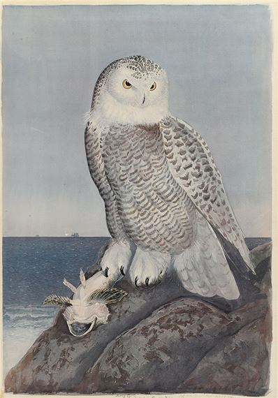 Carroll Sargent Jr. Tyson (1877-1956) Watercolor "Snowy Owl" - Carroll Sargent Tyson