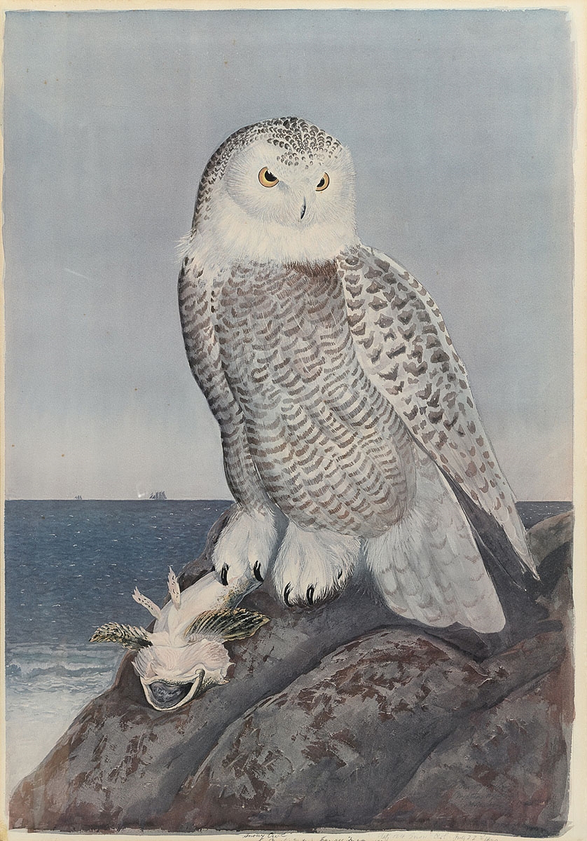 Artwork by Carroll Sargent Tyson, Carroll Sargent Jr. Tyson (1877-1956) Watercolor "Snowy Owl", Made of watercolor