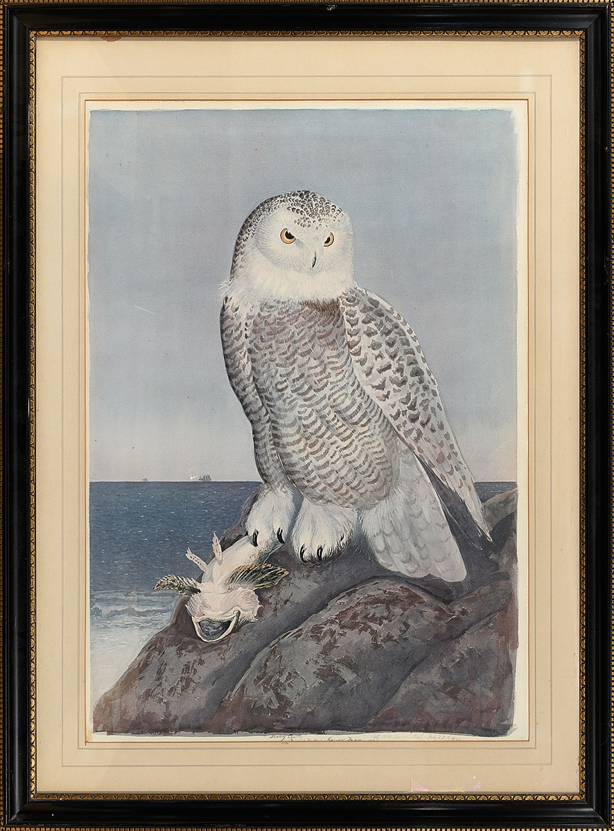 Artwork by Carroll Sargent Tyson, Carroll Sargent Jr. Tyson (1877-1956) Watercolor "Snowy Owl", Made of watercolor