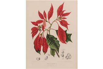 CHRISTMAS STAR - Berthe Holla van Nooten