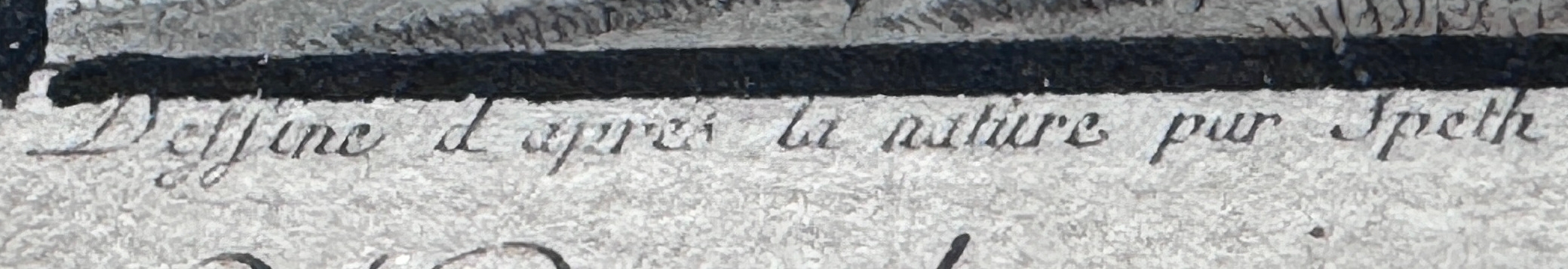 Artwork by Johann Thomas Hauer, Felix Speth, after a drawing by Felix Speth, Made of coloured etching