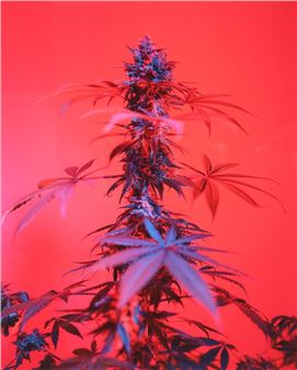 Untitled - Joachim Koester