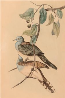 John Gould 'Barred-Shoulder Ground Dove', - John Gould