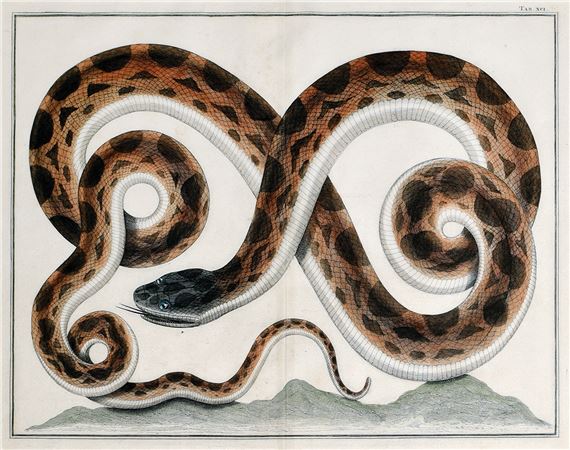 Albertus Seba | Albert Seba Engraving of a Snake | MutualArt