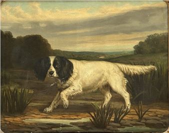 dog portrait - J. Deligne