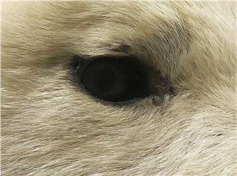 Raphaël Hénard: The Artist's Eye - The Douglas Hyde