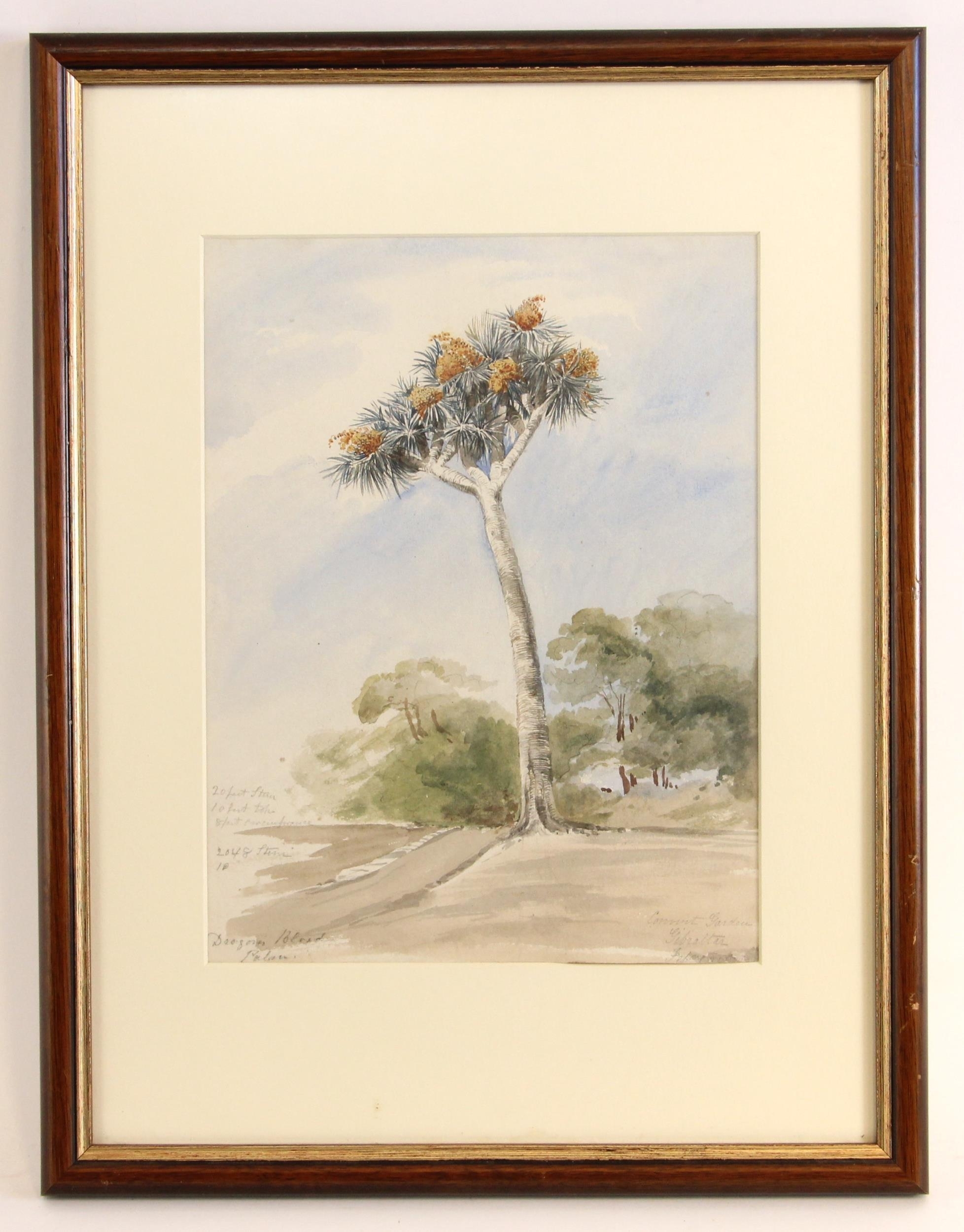 Artwork by Sophia Dunbar, 'Dragons Blood Palm, Convent Garden, Gibraltar',, Made of Watercolour on paper