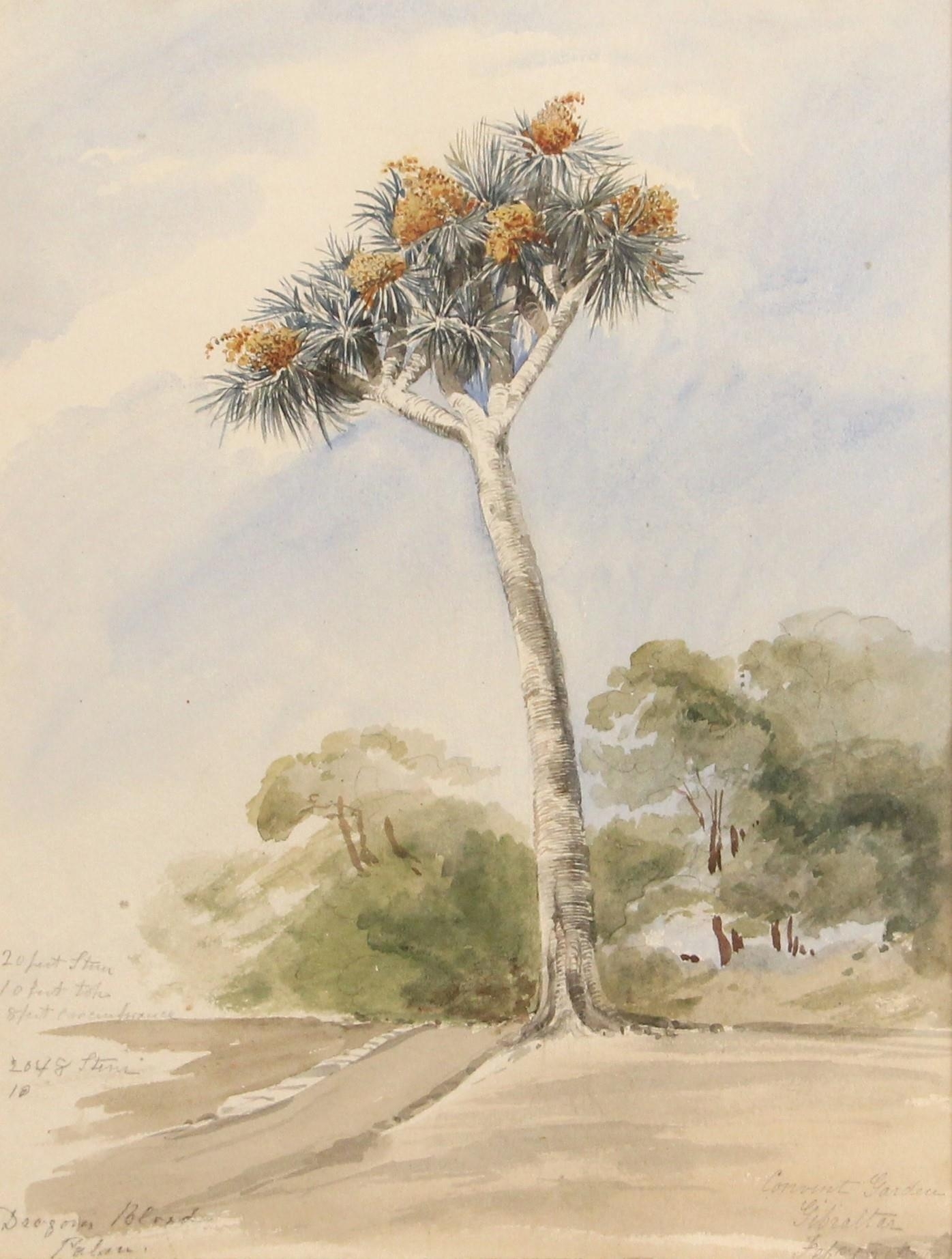 Artwork by Sophia Dunbar, 'Dragons Blood Palm, Convent Garden, Gibraltar',, Made of Watercolour on paper