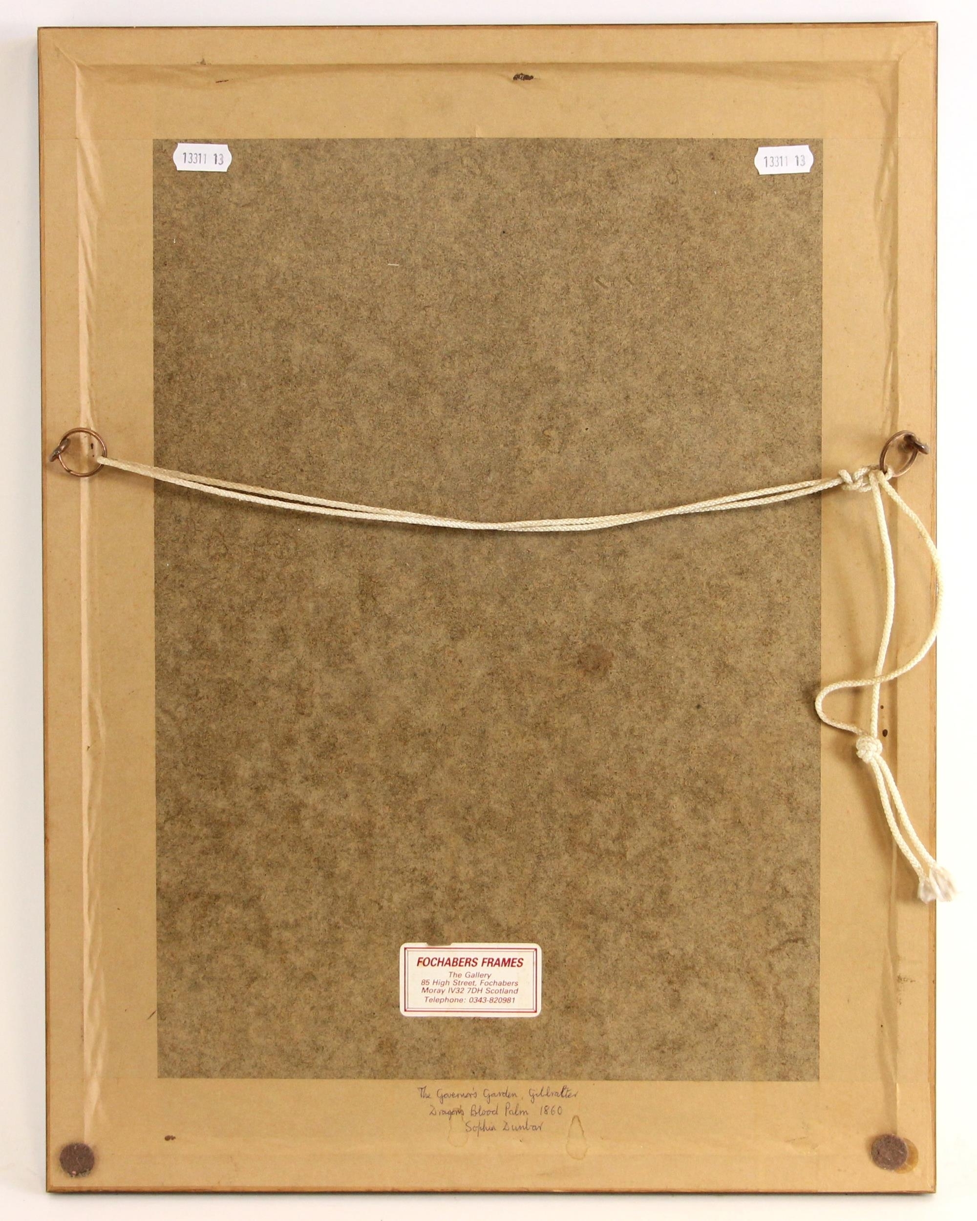 Artwork by Sophia Dunbar, 'Dragons Blood Palm, Convent Garden, Gibraltar',, Made of Watercolour on paper