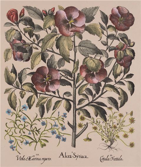 BASILIUS BESLER by Basilius Besler, 20th century