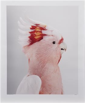 Neville' Major Mitchell's Cockatoo - Leila Jeffreys