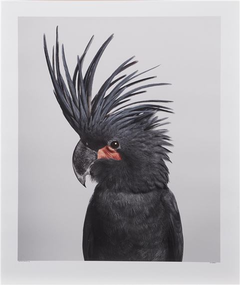 Seisa' Palm Cockatoo by Leila Jeffreys, 2012