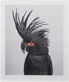 Seisa' Palm Cockatoo - Leila Jeffreys
