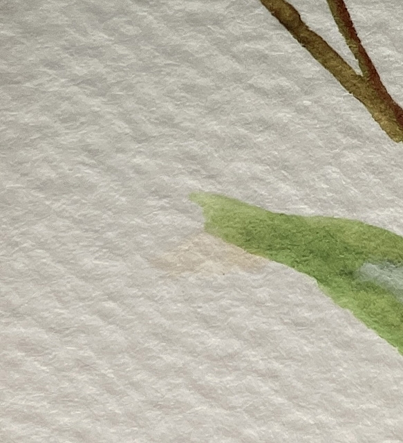 Artwork by Fujiko Hashimoto, crythantemum, Made of watercolor on paper