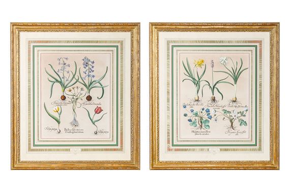 Hortus Eystettensis (The Garden of Eichstatt) by Basilius Besler, 1613