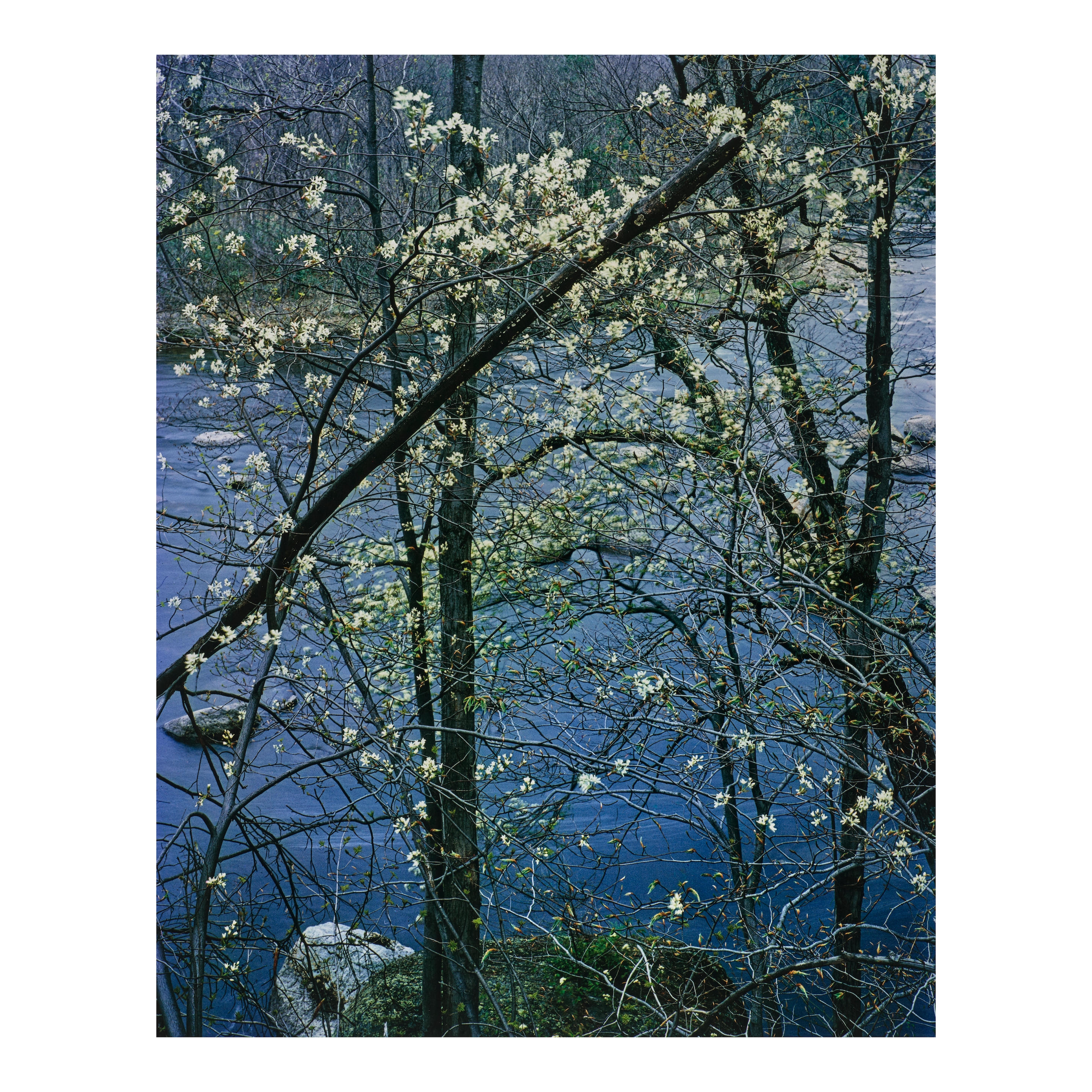 eliot-porter-intimate-landscapes-mutualart