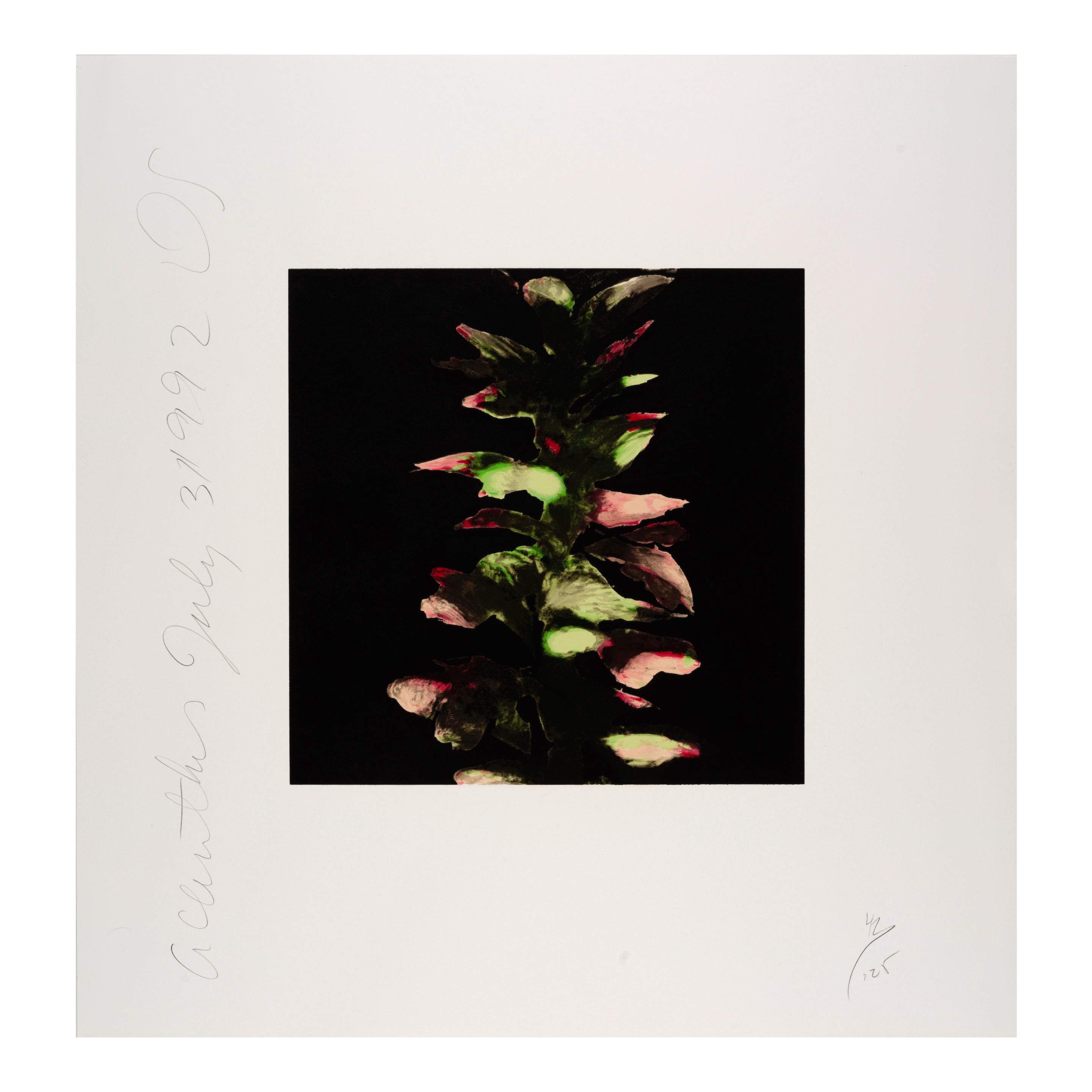 Artwork by Donald Sultan, Acanthus; Pomegranates, from Fruit and Flowers III (2 works), Made of screenprints in colors on wove paper