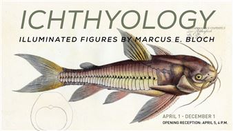 Marcus E. Bloch: Ichthyology: Illuminated Figures - Brenau University Galleries