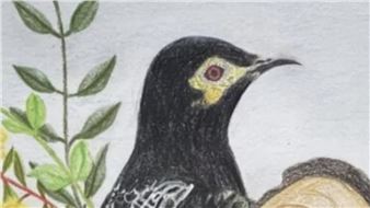 ‘Wild at Art Showcase’ by Australian Conservation Foundation Community Boroondara - Town Hall Gallery, Hawthorn Arts Centre