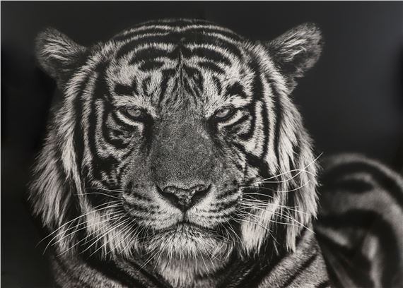 The Cave 2019 by David Yarrow, 2019