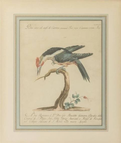 Saverio Manetti | Severio Manetti Ornithological Engravings, 4 (18th ...