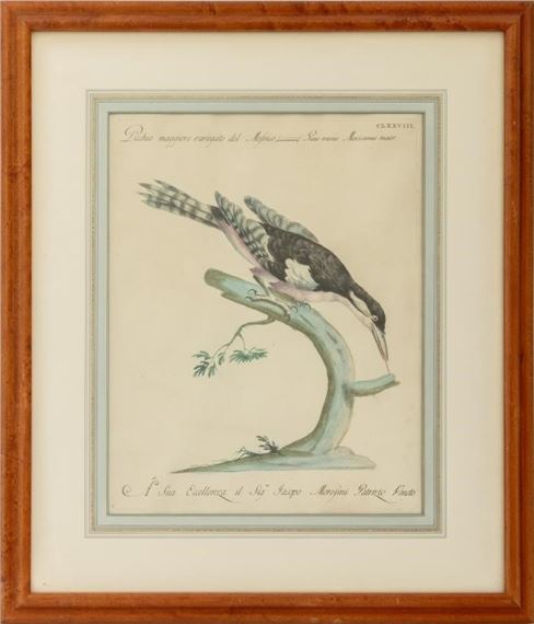 Saverio Manetti | Severio Manetti Ornithological Engravings, 4 (18th ...